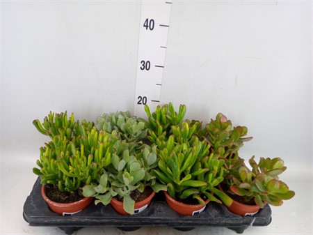Crassula mix Ø12 H=20