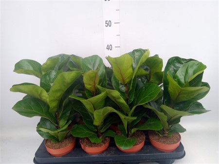 Ficus lyrata 'Bambino' Ø12 H=35