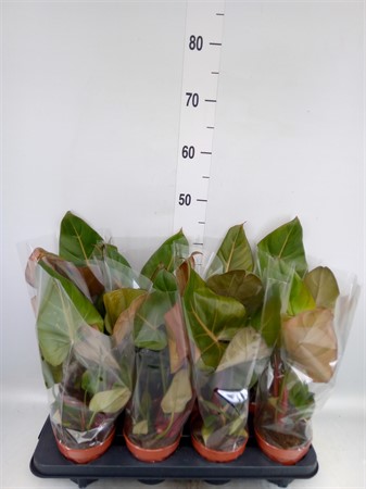 Philodendron ... Ø12 H=40