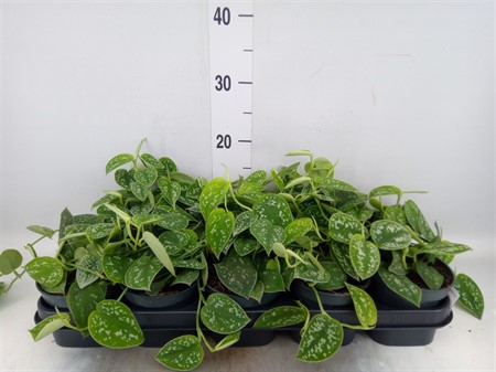 Scindapsus pictus 'Argyraeus' * Ø12 H=25