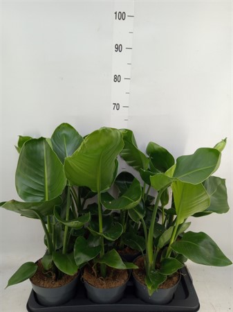 Strelitzia nicolai promo 2 pp Ø17 H=55
