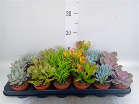 Succulents mix 6 Ø508 H=12