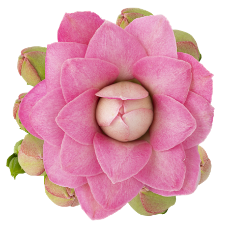 KALANCHOE R.F ADELAIDE 6 CM Ø6