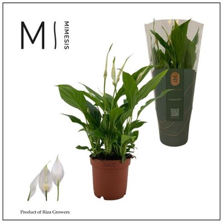 Spathiphyllum Bellini Ø13 H=37
