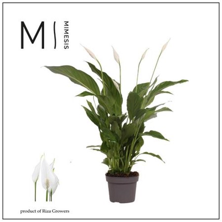 Spathiphyllum Strauss Ø13 H=50 3+ BLM