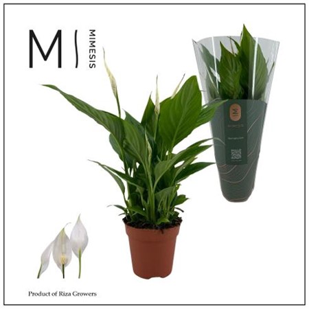 Spathiphyllum Torelli Ø12 H=40