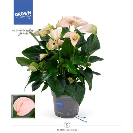 Anthurium andr. 'Joli Peach' KLIPP Ø17 H=50