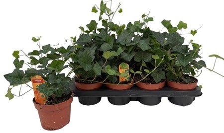 Hedera hibernica Ø13 H=30