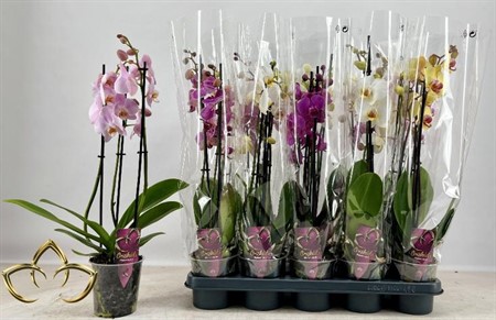 Phalaenopsis mix Ø12 H=55 18+ BLM 3 TAK