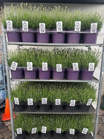 LAVANDULA THINK TWICE 21 CM vita Ø21