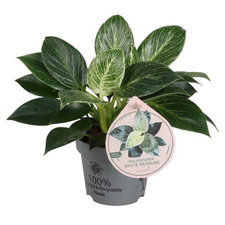 PHILODENDRON SELLOUM 12 CM Ø12