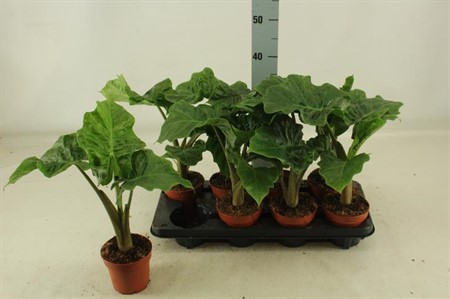 Alocasia Low Rider KLIPP Ø12 H=35