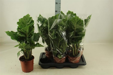 Alocasia Low Rider KLIPP Ø17 H=55