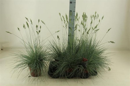 Festuca glauca Intens Blue Ø17 H=45