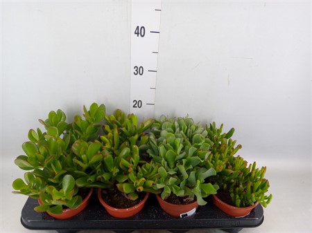 Crassula mix Ø12 H=20