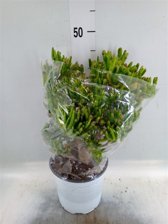 Crassula ovata 'Hobbit' XXL Ø19 H=50