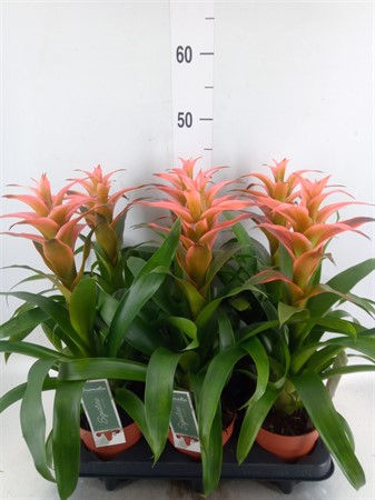 Guzmania 'Melissa' GTC Pink Ø12 H=45