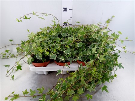 Hedera helix 'Mona Lisa' .brokig KLIPP Ø13 H=30