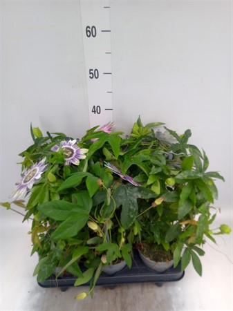 Passiflora caerul. mixed in tray bow Ø12 H=40
