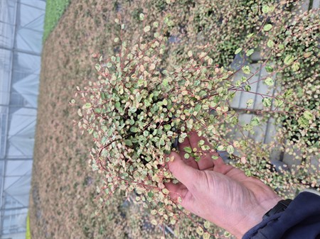 MUEHLENBECKIA CAMOFLAGE 12 CM Ø12