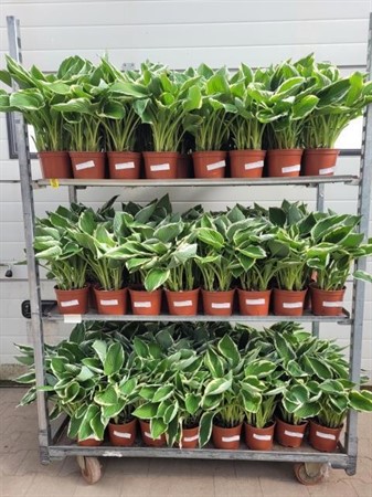 HOSTA OVERIG 15 CM Ø15