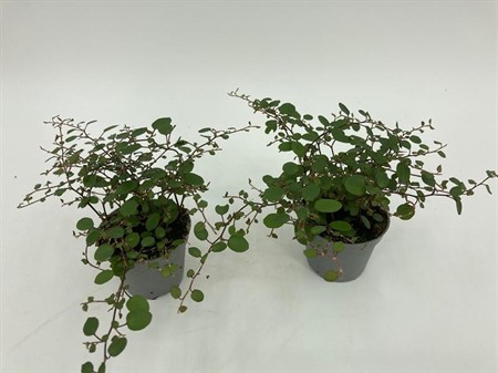 MUEHLENBECKIA COMPLEXA 6 CM Ø6