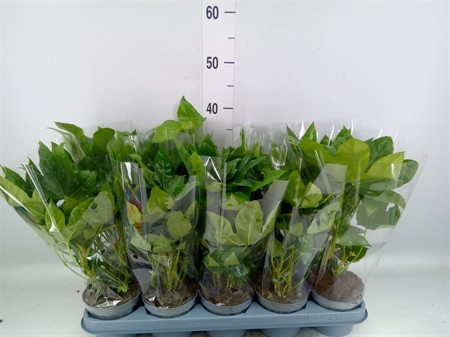 Fatsia japonica ... *8pp Ø12 H=40