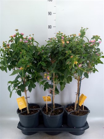 Lantana 'Lucky Honey Blush' on stem pink Ø19 H=75