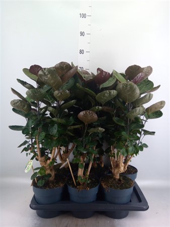 Polyscias scutellaria 'Fabian' förgrenad stam Ø17 H=70