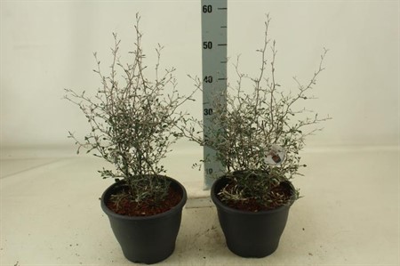 Corokia Cotoneaster Ø23 H=60