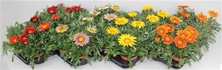 Gazania Big Kiss mix Ø13 H=20 STAD 2-2