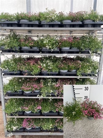 GYPSOPHILA REPENS 13 CM Ø13