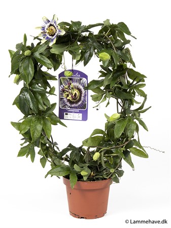 PASSIFLORA CAERULEA BÅGE 12,5 CM Ø12.5