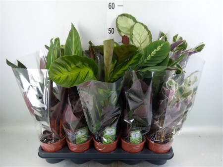 Calathea mix 5 sorter KLIPP Ø12 H=40