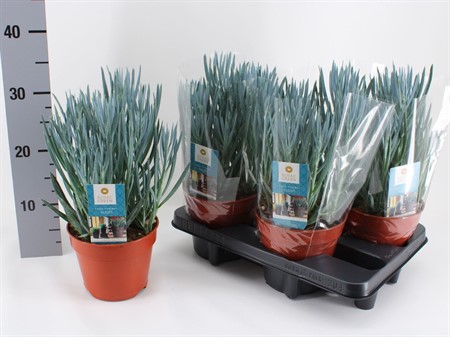Curio ficoides 'Blues' KLIPP Ø15 H=35
