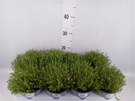 Thymus vulgaris 'Compactus' Ø14 H=25
