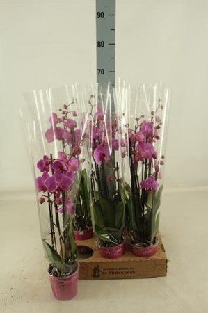 Phalaenopsis Pittsburgh Ø12 H=60 22+ BLM 4 TAK