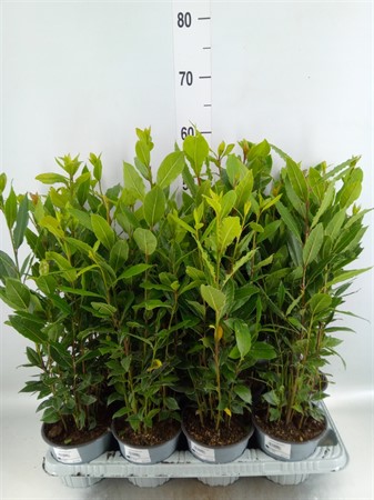 Laurus nobilis Echte Laurel Ø14 H=40