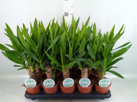 Yucca ... 3+ Ø12 H=45