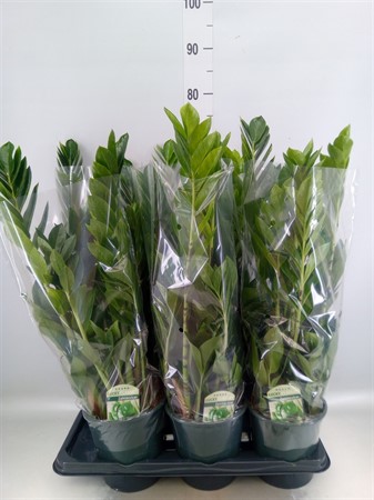 Zamioculcas zamiifolia Lucky Classic 7+ spike Ø17 H=65
