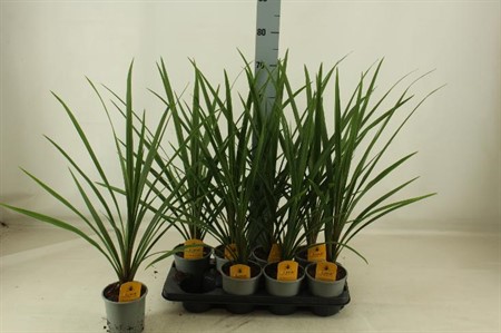 Cordyline indivisa Peko Ø13 H=60