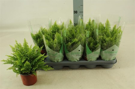 Nephrolepis exaltata Green Moment Ø12 H=25 DIAM 25+