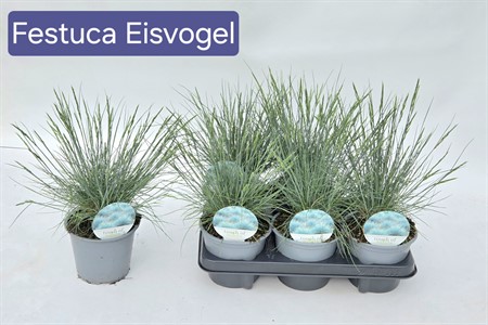 FESTUCA EISVOGEL  14 CM Ø14