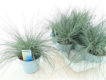 FESTUCA GLAU INTENSE BLUE 17 CM Ø17