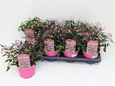 Euphorbia hypericifolia Shades in Pink Ø12 H=22,5