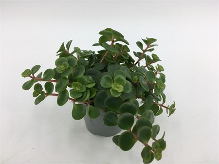 SEDUM MAKINOI TORNADO 6Ø Ø6