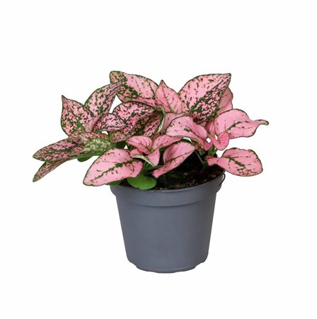 HYPOESTES SUPER PINK 6Ø Ø6