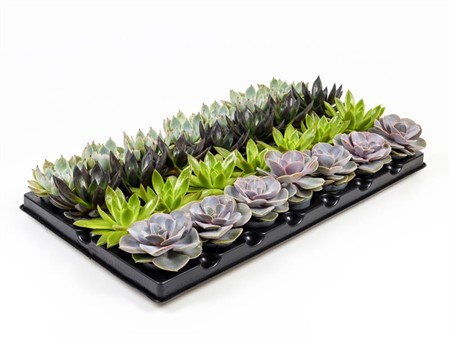 ECHEVERIA MIX 6Ø Ø6