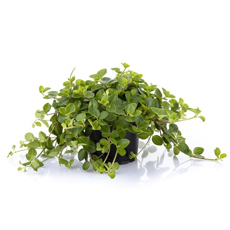 PEPEROMIA ROTUNDIFOLIA 11 CM Ø11