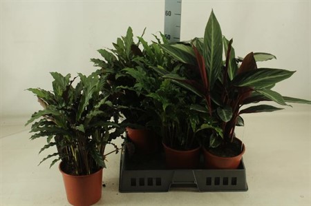 Calathea mix KLIPP Ø17 H=42 4 SRT/LG